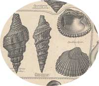 Miocene shells